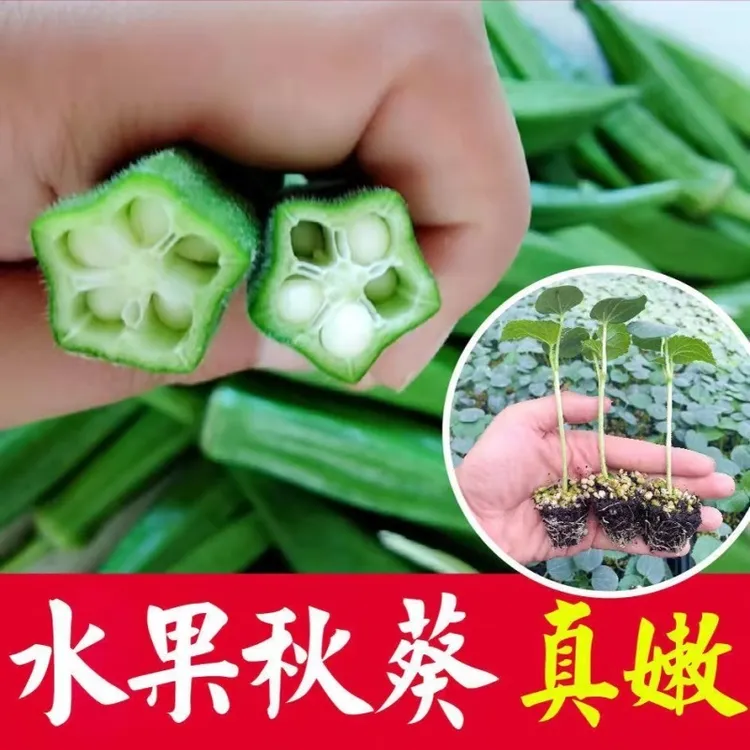 秋葵秧苗红秋葵苗黄秋葵水果秋葵种子绿秋葵室外阳台盆栽蔬菜四季