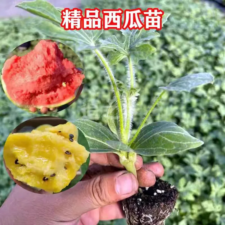 新◣嫁接西瓜苗◢ 8424冰糖麒麟美都甜王西农八号懒汉盆栽地栽阳台