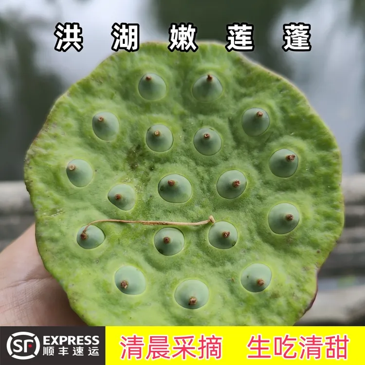 洪湖莲蓬新鲜莲子现摘生吃嫩莲蓬米湖北特产孕妇水果鲜嫩莲蓬包邮