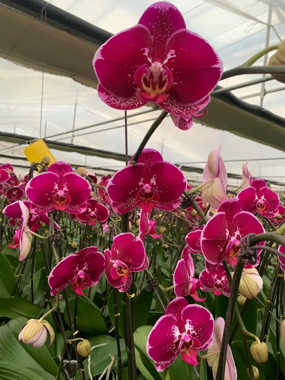 【花朵朵】金财主蝴蝶兰带花苞