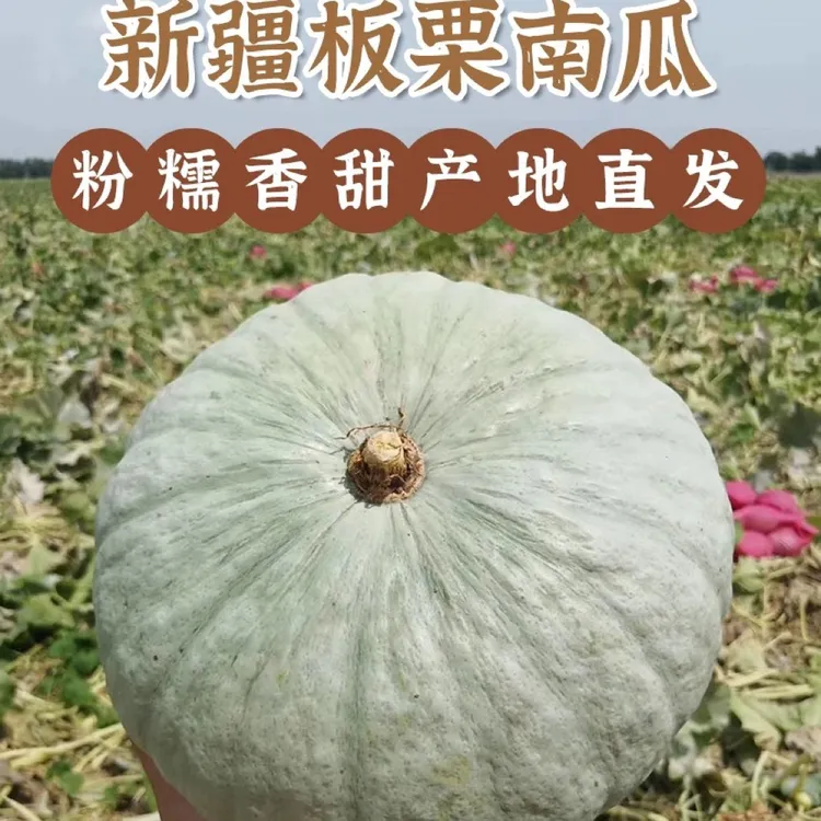 【新疆直发】新疆银板栗南瓜新疆农场产地直发6-7斤9斤整箱包邮