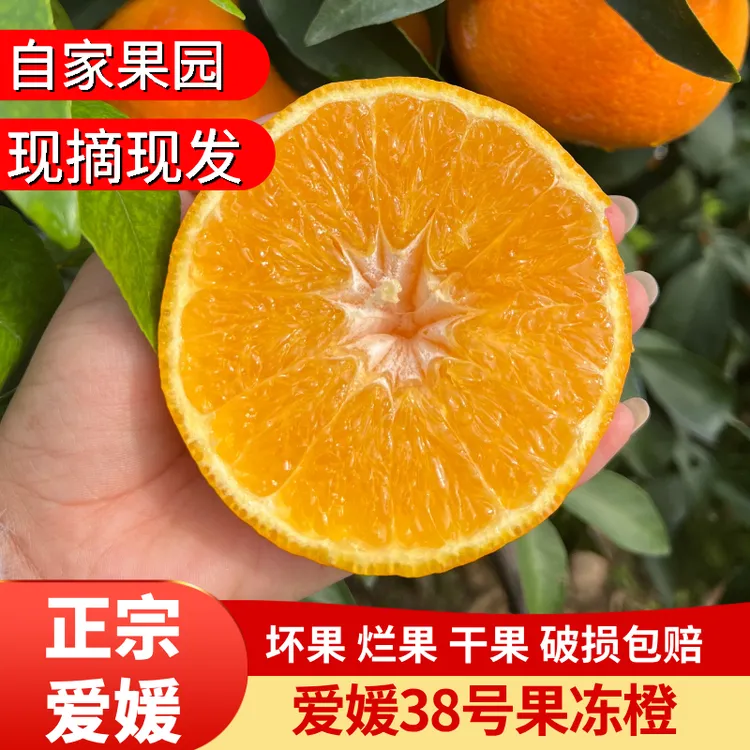 【现货速发】四川眉山正宗皮薄肉厚爆汁现摘现采产地直发爱媛果冻橙