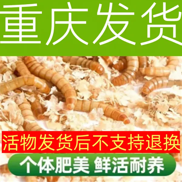 黄粉虫面包虫活体钓鱼仓鼠粮食蝎子画眉鹦鹉石蛙龙鱼八哥宠物饲料