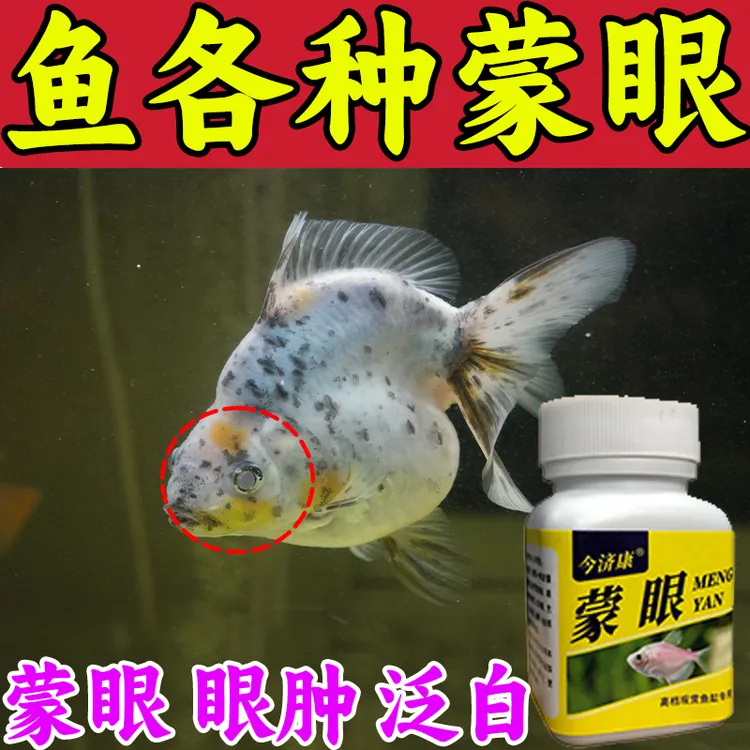 鱼白眼蒙眼龙鱼眼鱼眼睛蒙眼肿胀充血凸眼白眼金鱼专用粉