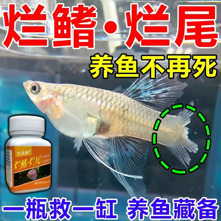 【拯救】观赏鱼烂鳍烂尾粉烂肉白斑烂身烂鳞观赏鱼专用净化