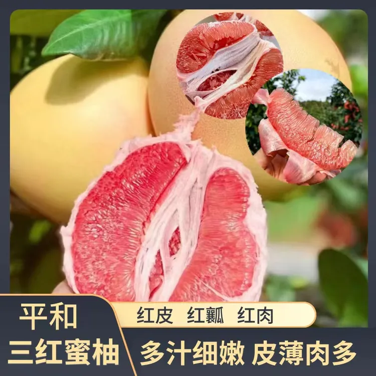 【老树头茬】福建平和三红蜜柚 红皮红肉红瓤 柚子新鲜水果