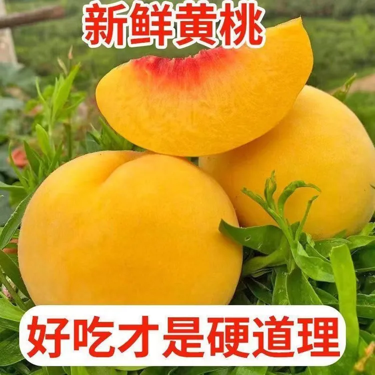 湖南怀化麻阳高山锦绣黄桃新鲜现摘现发超甜黄桃当季孕妇水果包邮