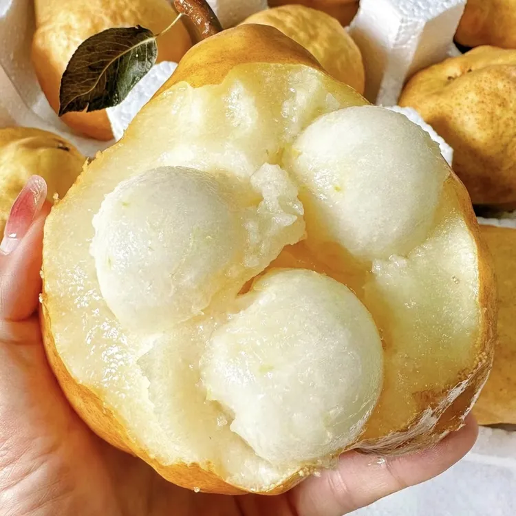 【放软食用】中华丑梨净重2/4.5斤滋润多汁新鲜水果山东特产好吃
