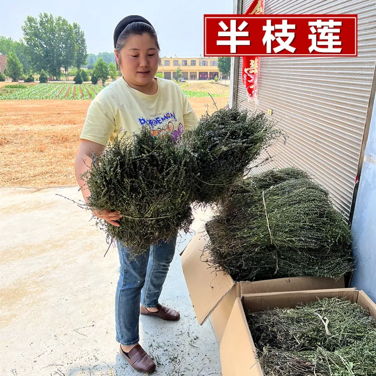 伏牛山野生半枝莲茶妁牙刷草韩信草500克包邮可以搭配白花蛇舌草