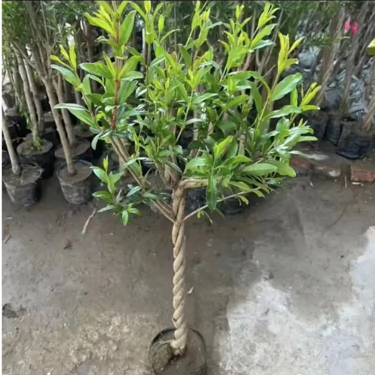 编织麻花造型【红宝石+以色列黑】