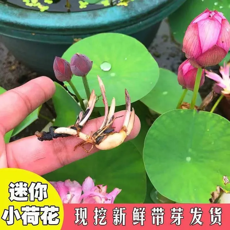 碗莲小型荷花盆栽水养种藕带芽水培植物观赏型种根苗花卉莲藕苗种