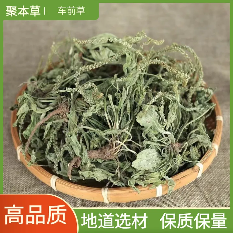 车前草广西野生新货车前草整颗新鲜干货泡水煮水散装包邮非益母草