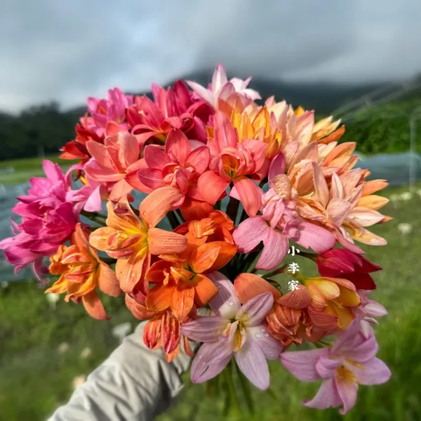 混色重瓣风雨兰耐热易养种球多季开花植物