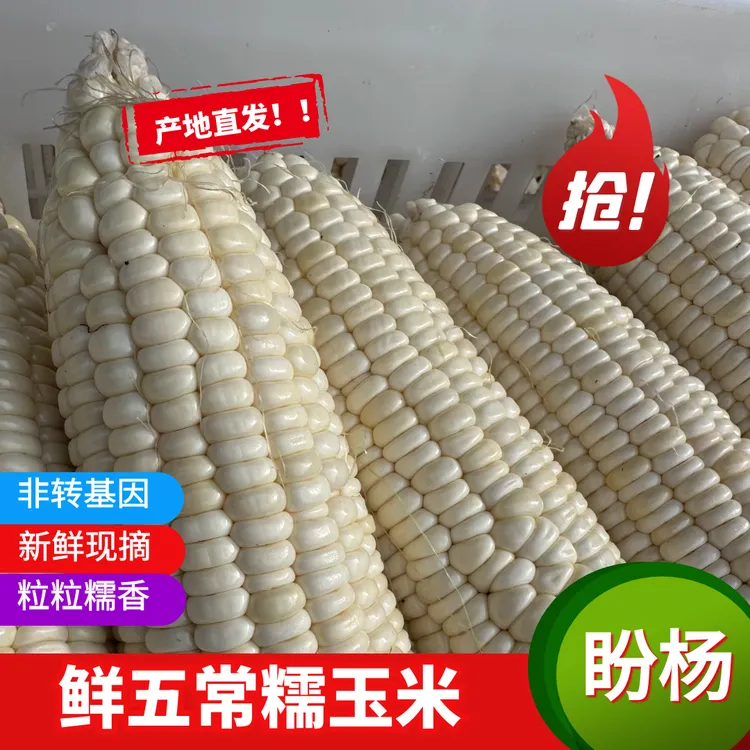 新品东北五常  糯玉米  粗粮  8棒到10棒