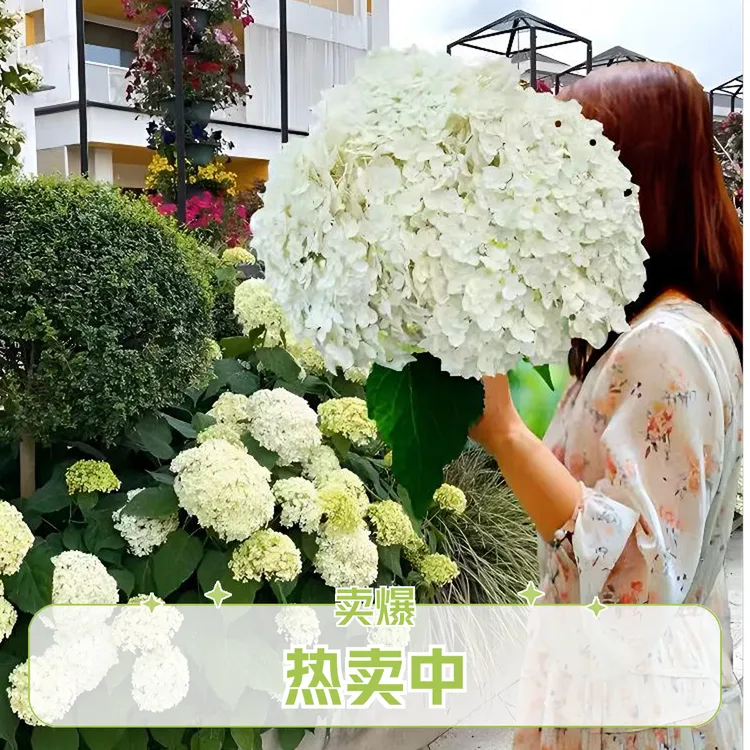 无敌贝拉安娜绣球大花绣球贝拉安娜阳台庭院耐寒耐晒植物当年开花