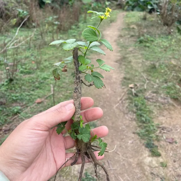 福建仙鹤草苗10棵20棵30棵