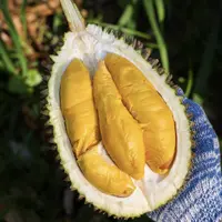 【蜜甜浓香细腻】D197猫山王榴莲保5房马来西亚液氮锁鲜顺丰空运