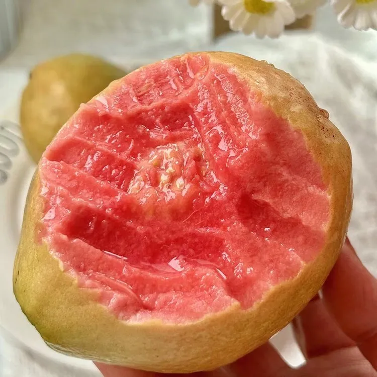 【香软大果】广西软心芭乐红心番石榴新鲜水果软芭乐果白心细腻清甜