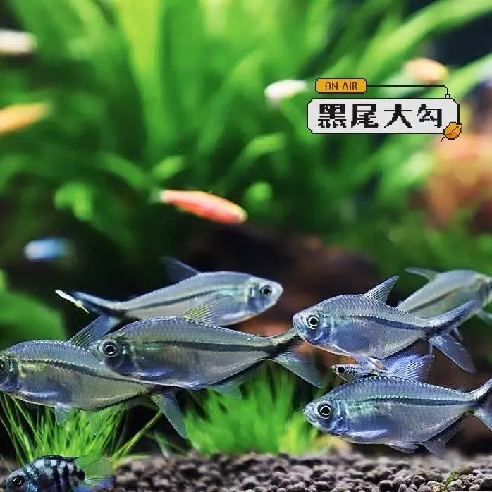 黑尾大勾鱼小型热带鱼活体扯旗灯鱼灯科鱼草缸群游鱼鱼苗观赏鱼