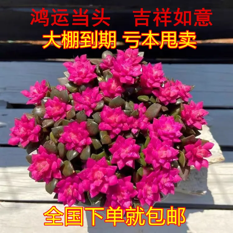 多肉植物吹雪之松锦绿植花卉招财卡日松办公室桌面盆栽带盆栽好