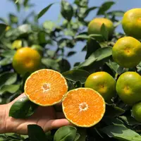 【中苗特早熟蜜桔】耐寒早熟橘子树苗 正宗嫁接品种南北方盆栽地栽