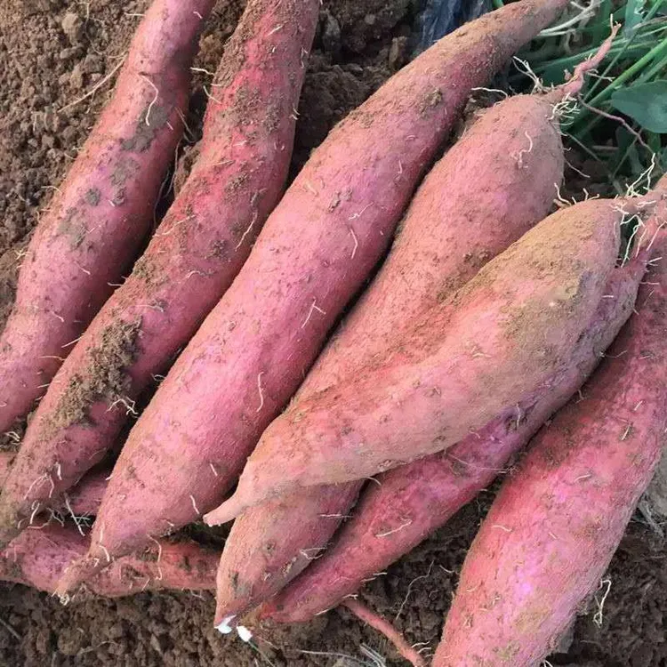 山西运城张良红薯一指香板栗红薯软糯香甜皮薄如纸每天现挖现发  