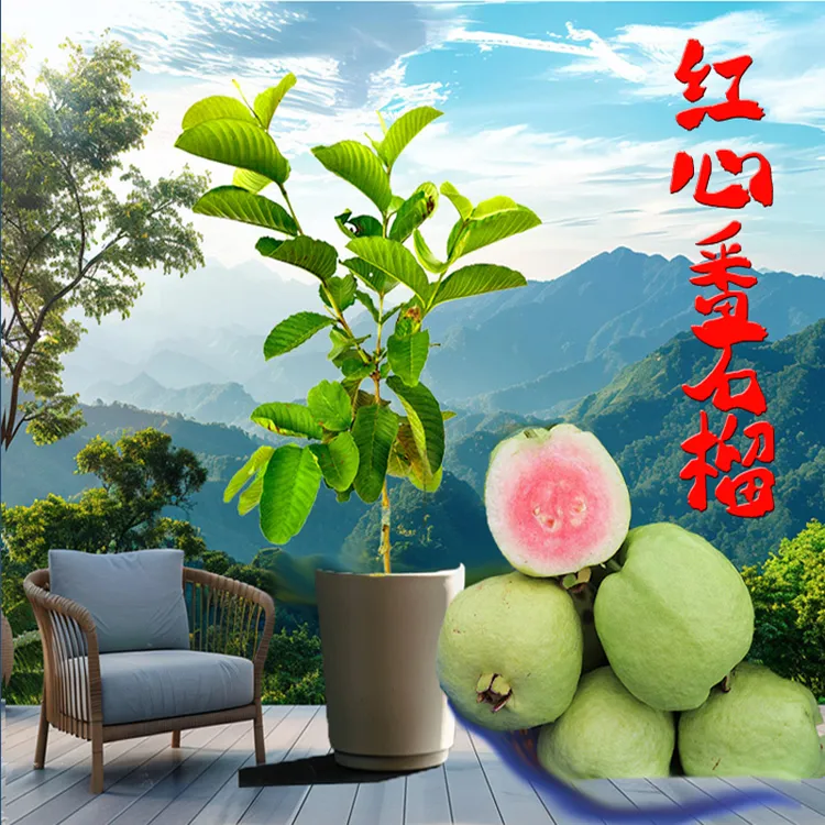 包邮红心番石榴正宗嫁接苗红宝石芭乐西瓜芭乐珍珠白盆栽结果青绿
