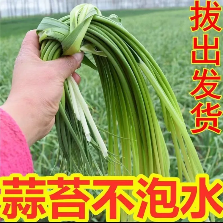 贵州高山威宁农家自种蒜苔现摘现发新鲜发货