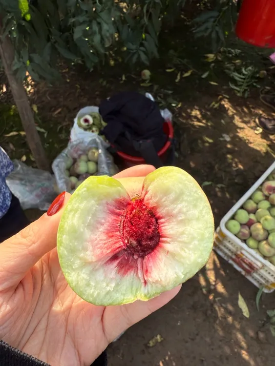 正宗山东青州蜜桃现摘现发