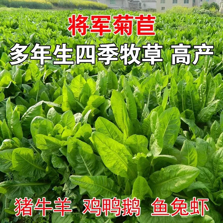 菊苣牧草种子高产宽叶多年生可持续采收芽率好易种植鸡鸭鹅都爱吃