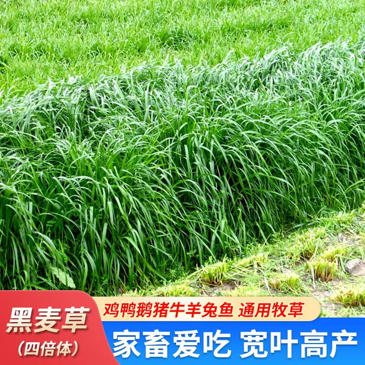 黑麦草种子高产宽叶牧草四季可持续采收鸡鸭鹅牛羊鱼马兔畜牧养殖