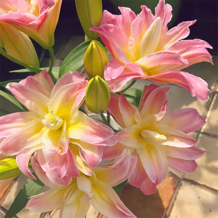 百合彩虹糖一代球浓香型花卉盆栽多头香水百合四季耐寒进口花种球