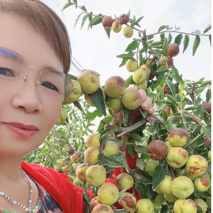 新疆特产新鲜蟠枣脆甜可口4斤装产地直发 顺风航空包邮