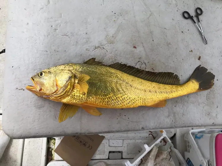 新鲜野生大黄鱼细鳞片每条1斤半到1斤7内一条价买多可优惠