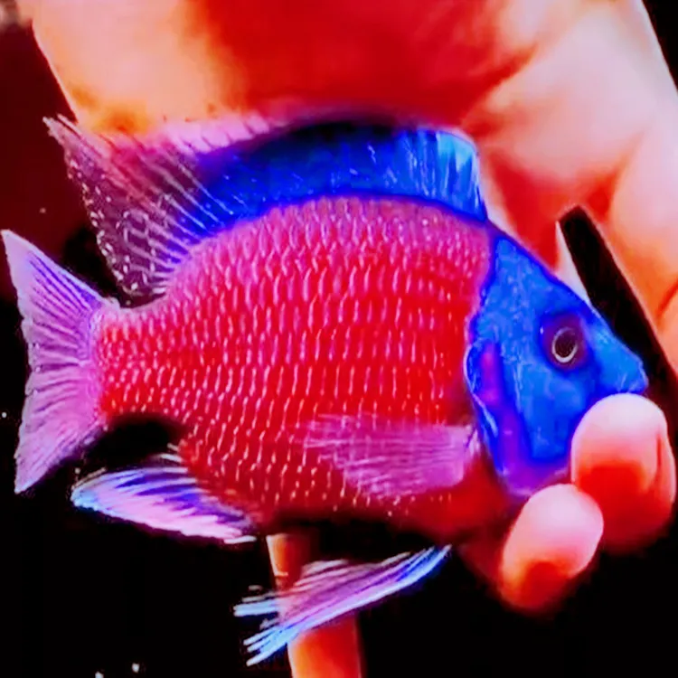 蓝面财神鱼大型观赏鱼金红龙配虎鱼热带鱼魟鱼招财鱼好养