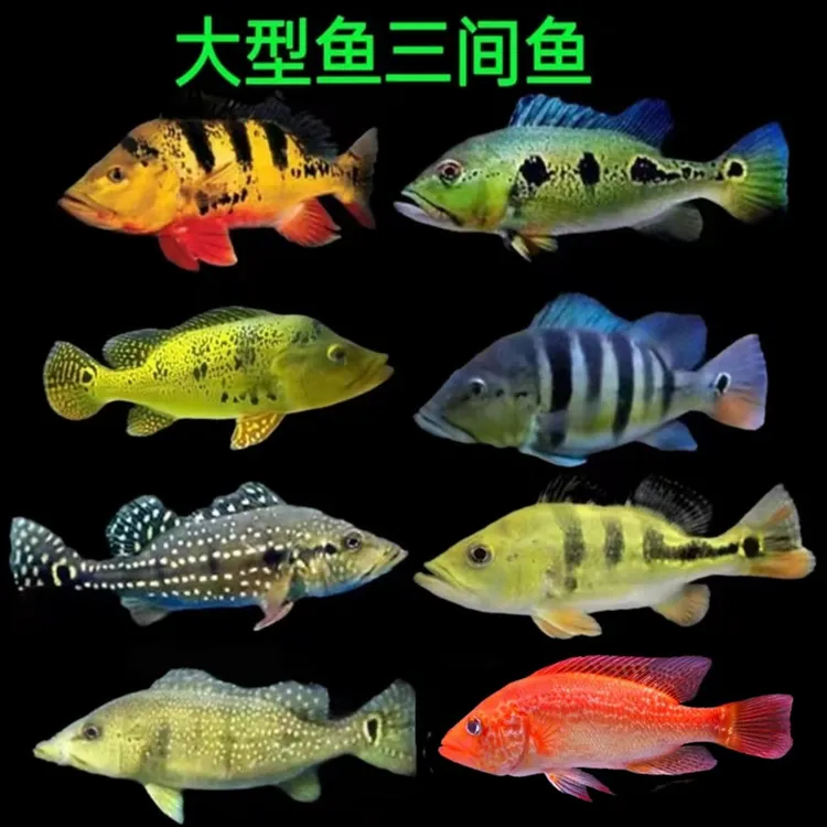 巴西亚鱼帝王三间鱼蓝帆眼斑三间大型凶猛鱼皇冠三间金老虎热带