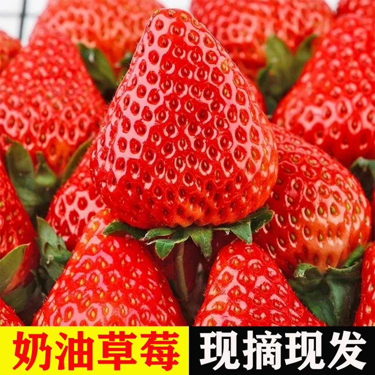 【顺丰包邮】大凉山露天草莓新鲜孕妇水果奶油草莓非丹东鲜草莓甜