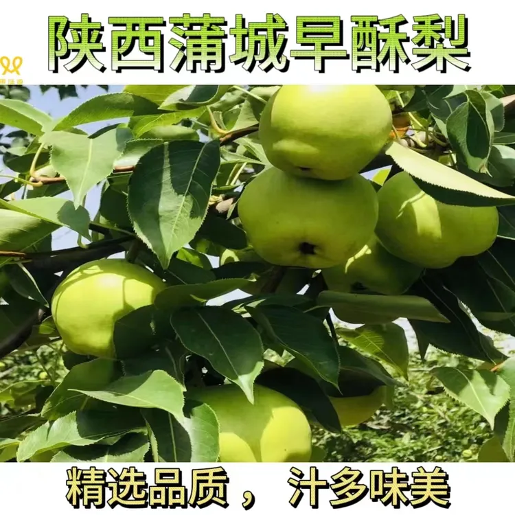 陕西蒲城早酥梨味美新鲜水果多汁脆甜当季早熟梨3/9斤观赛搭子