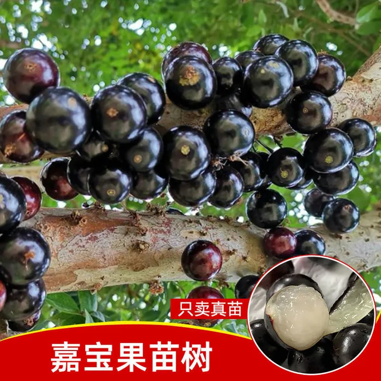 正宗沙巴嘉宝果四季红妃艾斯卡嘉宝果苗带土带叶观赏绿化食用种植