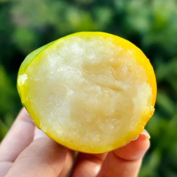 脆蜜金柑融安果肉细嫩无籽化渣多汁果汁丰富蜜甜金桔升级版