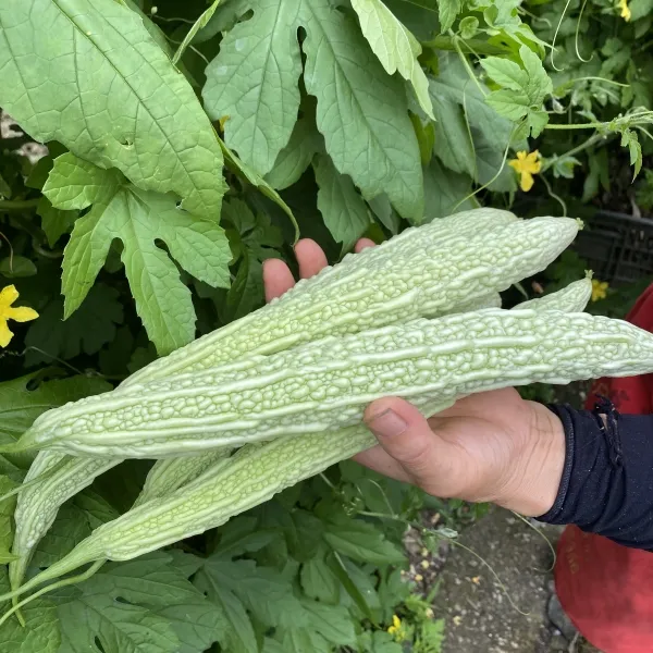 重庆新鲜白苦瓜老品种凉瓜露天种植白玉苦瓜露天种植蔬菜3/5斤