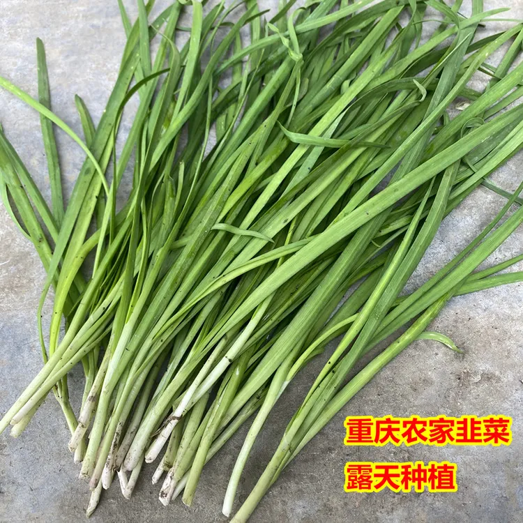 重庆新鲜韭菜农家露天小叶香韭菜现割现发应季蔬菜