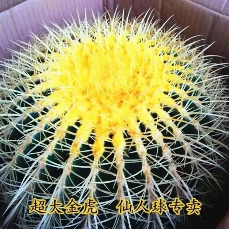 超大金琥美虎仙人球盆栽桌面室内办公室仙人球开花的多肉盆栽观赏