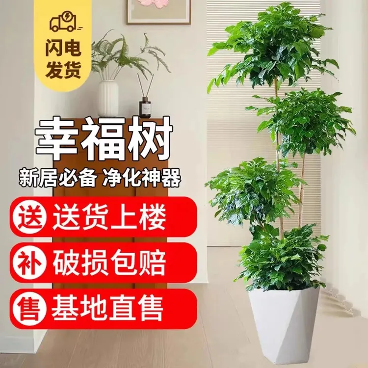 独杆幸福树绿植盆栽大老桩室内客厅绿植吸甲醛四季常绿好养植物