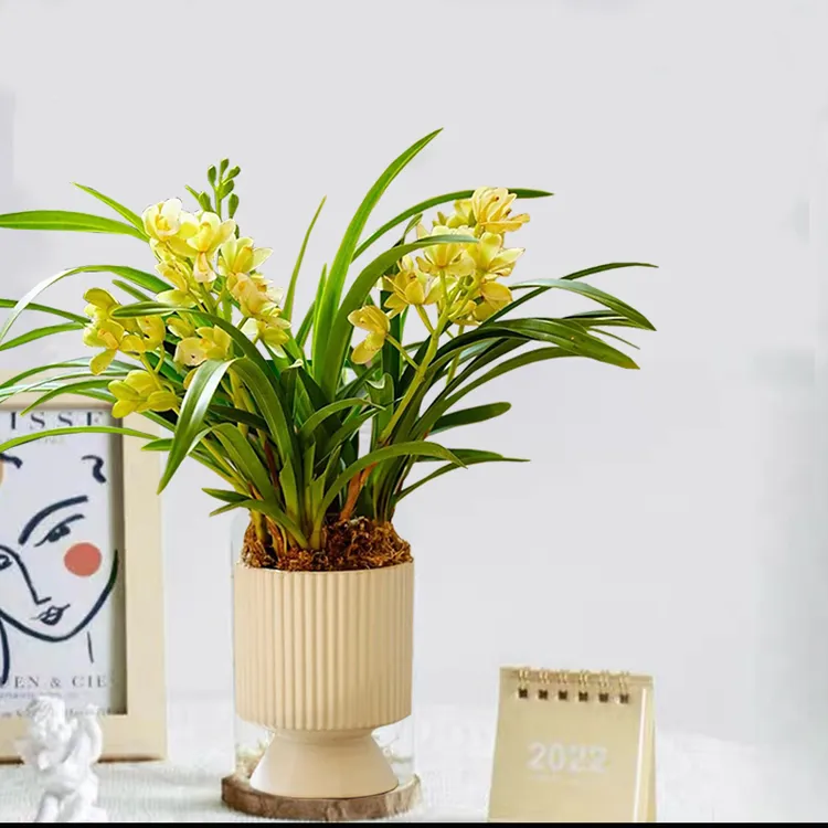 【香兰】带花苞6苗3花起四季常青室内桌面花卉绿植花期长耐养