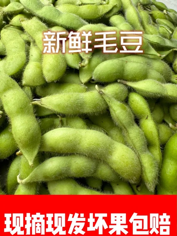 【莹姐】安徽会龙农家自种新鲜毛豆农家自种3斤5斤包邮