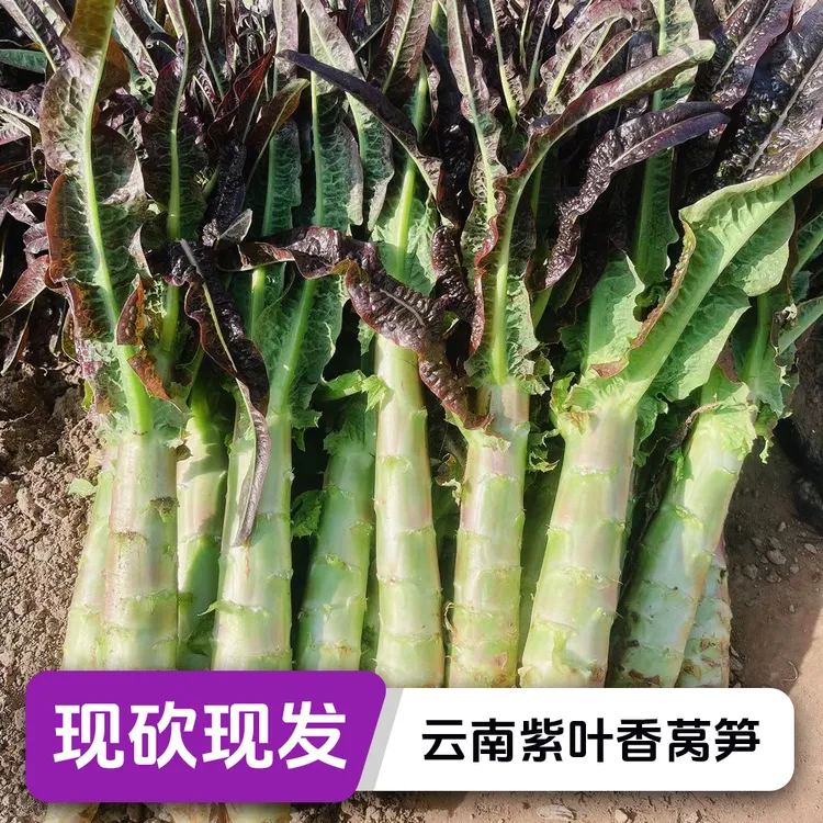 【顺丰快递】云南高山紫叶香莴笋莴苣当季新鲜露天种植现摘现发火锅