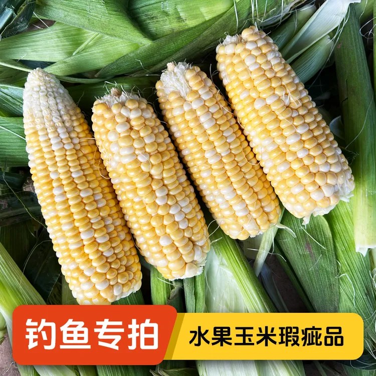 【钓鱼果】云南金银水果甜玉米瑕疵品，净重9斤新鲜甜脆打窝饵料