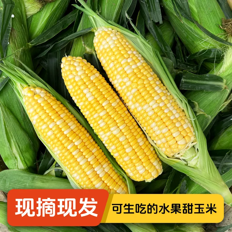 【甜脆】云南金银水果甜玉米新鲜可生吃清甜榨汁蒸煮甜味精品食用