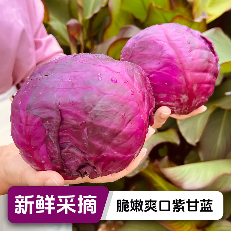 云南高山紫甘蓝新鲜脆嫩卷心菜紫包菜椰菜沙拉凉拌食用好吃